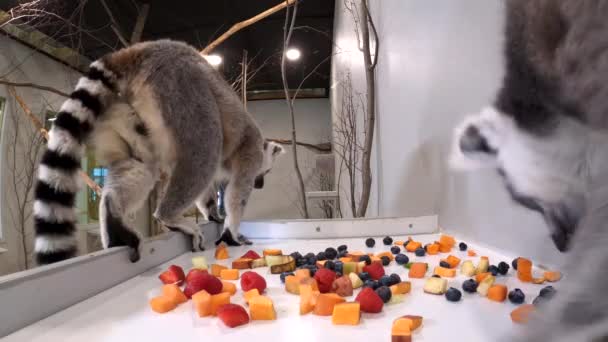 Lemurs Hidden Camera Chases Friend Away Slow Motion Jump Cute — Stok video