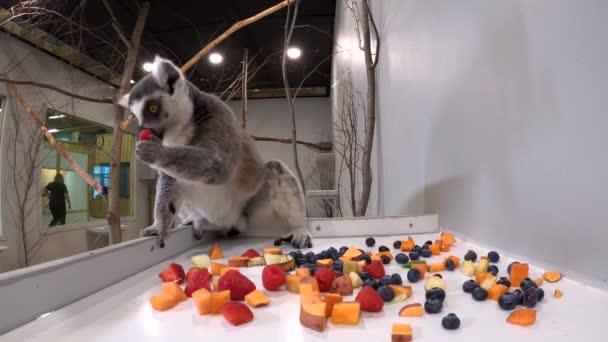 Lemurs Eating Fruit Salad Together Hidden Cam Closeup — Stok Video