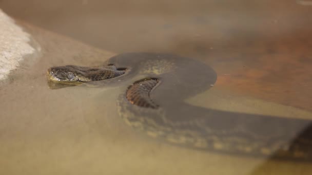 Anaconda Snake Waiting Water Surface Ambush Prey — Video