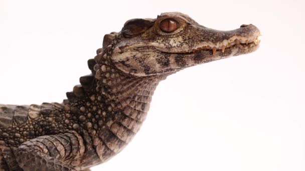 Cuviers Dwarf Caiman Side Profile — Stock videók