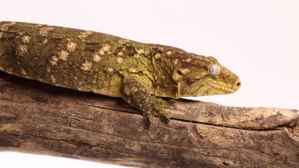 Tokay Gecko Crawling Wooden Log 120Fps — Stok video