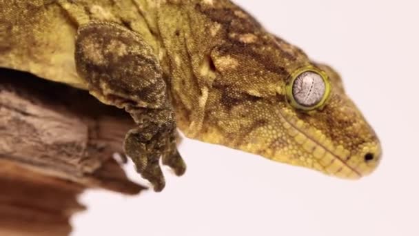 Tokay Gecko Walks End Wooden Log Slomo — Vídeo de Stock