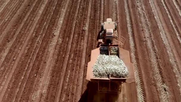Αυτοματοποιημένη Καλλιέργεια Ζαχαροκάλαμου Τρακτέρ Στη Βραζιλία — Αρχείο Βίντεο