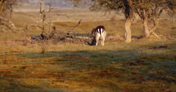 Wild Deers Headbutting Field Wide Shot — 图库视频影像