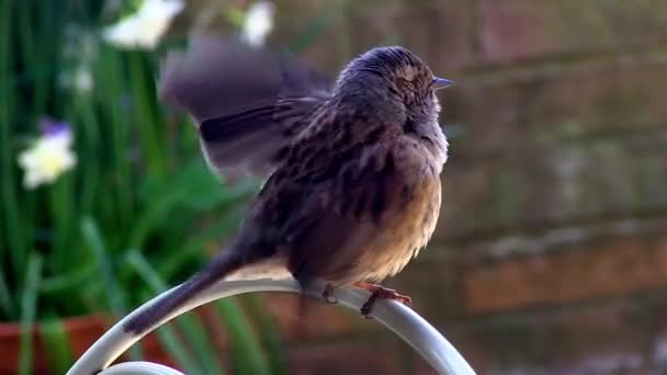 Fledged Young Robin Perching Garden Seat — Vídeo de Stock