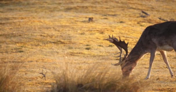 Buck Doe Fallow Deers Grazing Mountain Forest Sunrise Sideways Shot — Vídeos de Stock