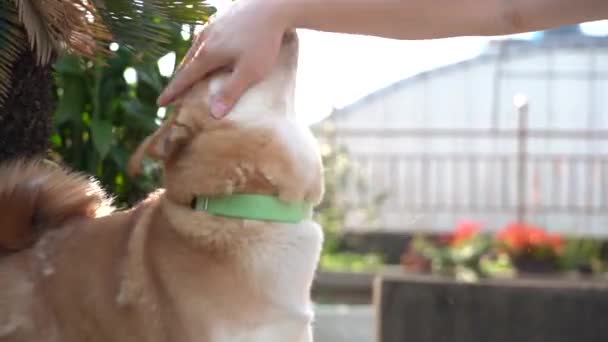 Populaire Shiba Inu Jachthond Uit Japan Voorkant Van Shiba Inu — Stockvideo