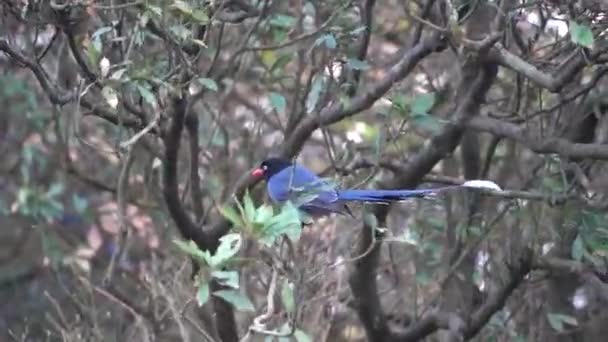 Famous Wild Taiwan Blue Magpie Often Endemic Taiwan Caught Camera — Stok video