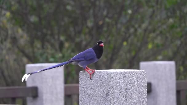 Famous Taiwan Blue Magpie Often Endemic Taiwan Caught Camera — 图库视频影像