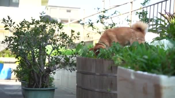 Leuke Hond Shiba Inu Jachthond Uit Japan Voorkant Van Shiba — Stockvideo