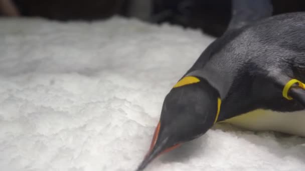 Close Cute King Penguin Lying Flat Tummy Facing Floor Ice — Stockvideo