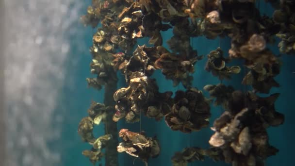 Bubbly Water Aquarium Oyster Shells Create Blue Ocean Environment — 图库视频影像