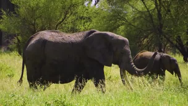 Eine Elefantenfamilie Spaziert Durch Den Nationalpark Zwischen Grünem Gras Und — Stockvideo