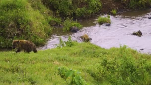 Wild Hyena Swims Pond Surrounded Green Grass Green Bushes Safari — ストック動画