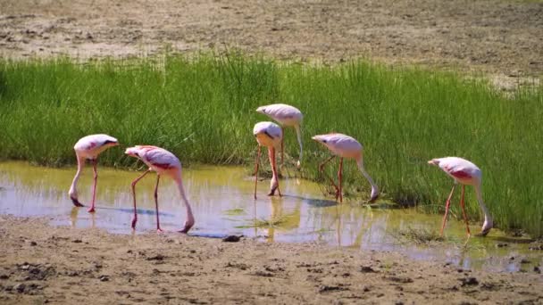 Flock Flamingos Water Green Plants Walk Drink Water Safari African — Vídeos de Stock
