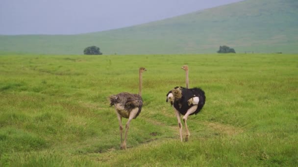 Two Ostriches Walking Road African Savanna Green Field Grass Backdrop — Stock Video