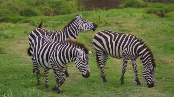 Three Little Zebras Walking Eating Grass Green Field African Savanna — 图库视频影像