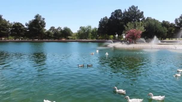 Панорамный Вид Городской Парк Водоплавающей Птицей — стоковое видео
