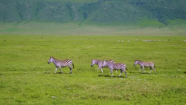 Zebras Skew Green Field Backdrop Mountain Range African Safari — 图库视频影像