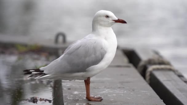 Tento Záznam Představuje Silver Gull Také Známý Jako Mořský Racek — Stock video