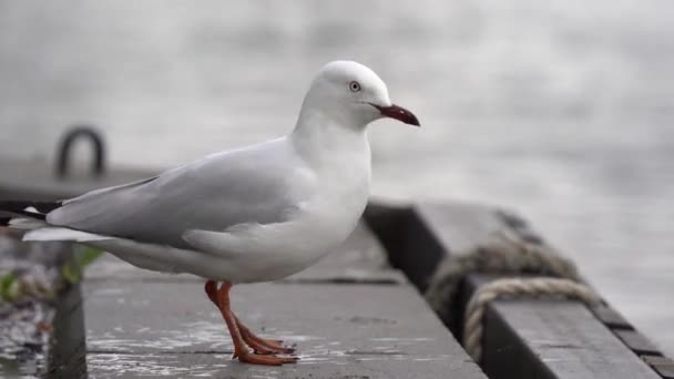 Görüntülerde Avustralya Genelinde Yaygın Olan Martı Olarak Bilinen Silver Gull — Stok video