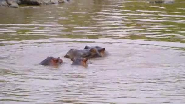 Video Filming Wild Family Hippos Pond African Savannah Safari Tour — Stock Video