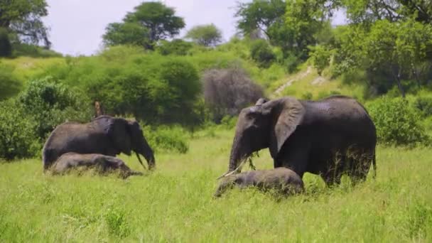 Elephants Walk African Savannah Chew Grass Wild Background Sky Green — Wideo stockowe