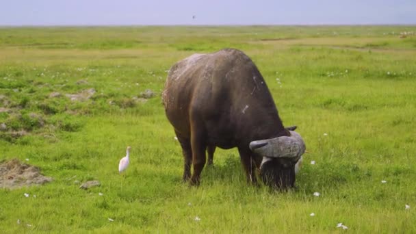 Búfalo Africano Grande Comendo Grama Verde Prado Natureza Perto Pássaro — Vídeo de Stock