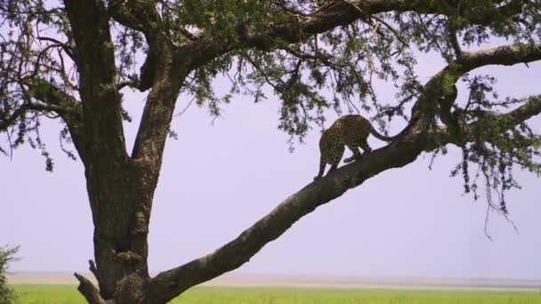 Gran Gato Manchado Africano Está Parado Una Rama Árbol Naturaleza — Vídeos de Stock