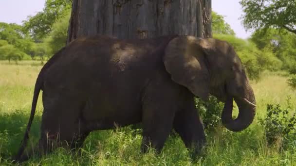 Elephant Walks African Savannah Chews Grass Wild Background Sky Green — Vídeos de Stock