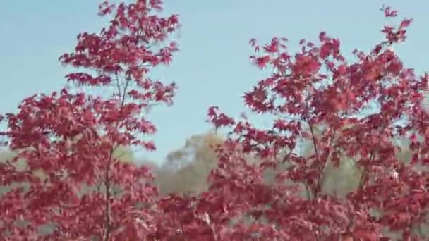 Pan Strzał Pięknych Czerwonych Drzew — Wideo stockowe