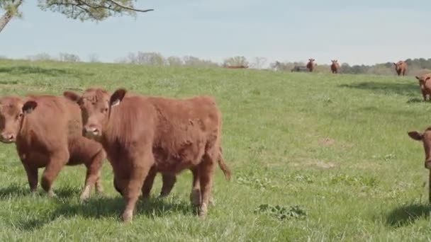 Wide Shot Cows Moving — Vídeos de Stock