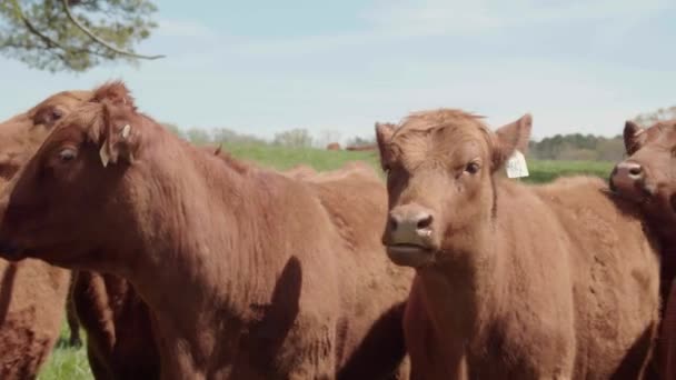 Medium Panning Shot Cows — Stock Video