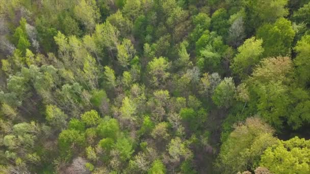 Aerial Drone Shot Forest Grand Rapids Michigan Fly — Stok video