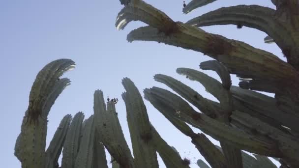 Lophocereus Marginatus Kaktus Mixteca Poblana Puebla Mexiko — Stockvideo