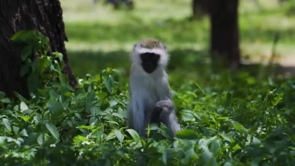 Monkey Resting Green Grass Bright Sun Hot Savannah African Safari — ストック動画