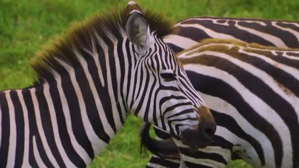 Afrikanische Zebras Stehen Und Wedeln Mit Ihren Schwänzen Der Prallen — Stockvideo