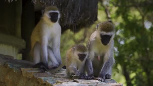 Family Monkeys Resting Bright Sun Hot Savannah African Safaria Family — ストック動画