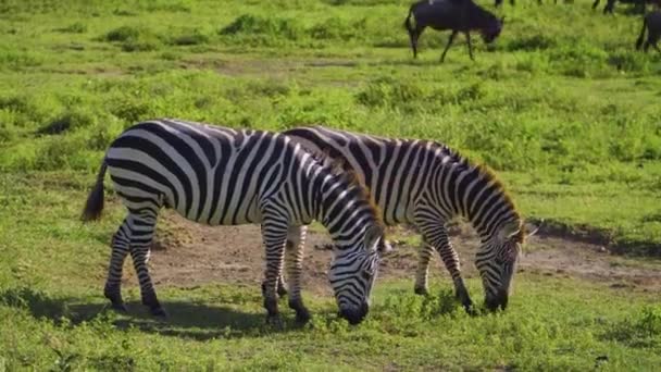 African Zebras Eat Green Grass Bright Sun Hot Savanna African — Wideo stockowe