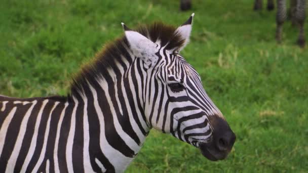 African Zebra Stands Green Grass Rests Bright Sun Hot Savannah — Vídeo de stock