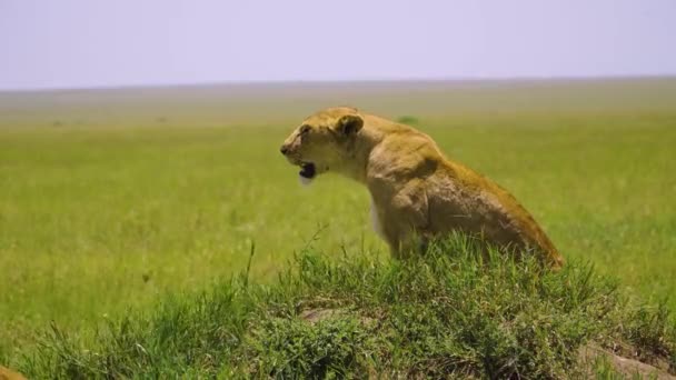 African Lioness Lies Green Grass Rests Bright Sun Hot Savannah — Stock Video