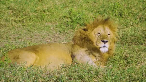 African Lion Lies Green Grass Rests Bright Sun Hot Savannah — Vídeo de Stock