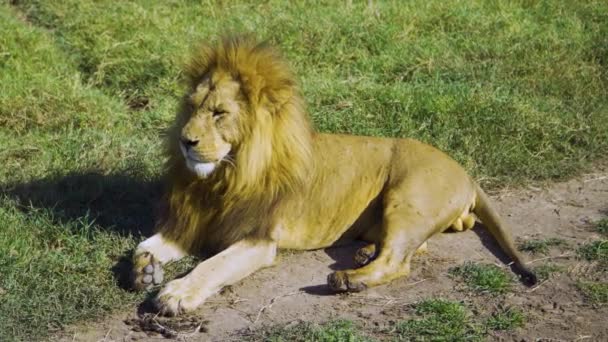 African Lion Lies Grass Washes Sun Hot Savanna — Stockvideo