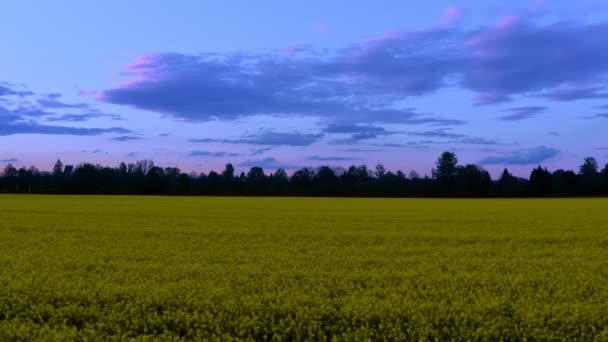 Violet Clouds Yellow Rapeseed Field Springtime Flying Low Footage Rural — Wideo stockowe