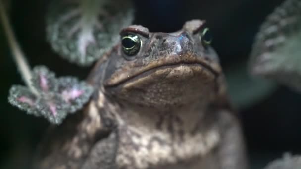 Close Beelden Van Cane Toad Half Body View — Stockvideo
