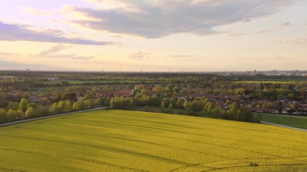 Rural Sunset Springtime Yellow Blooming Field Flying Backward Reveal Shot — Stock video