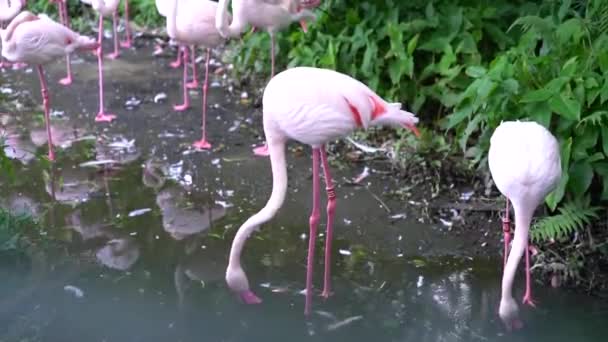 Filmagem Grupo Flamingo Rosa Maior — Vídeo de Stock