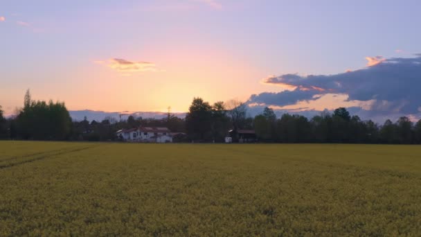 Beautiful Sunset Mood Flying Drone Low Yellow Rapeseed Field Authentic — Stockvideo