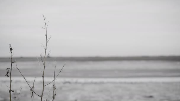 Dead Plant Left Frame Background Out Focus Body Water Beach — 图库视频影像