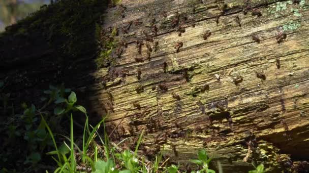 Many Ants Crawling Busily Decomposing Log Half Shadow — Stock Video